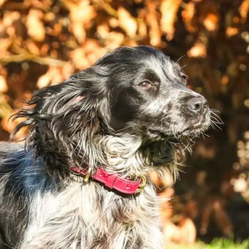 Mackey Padded Leather Dog Collar - Mulberry/Brown-1