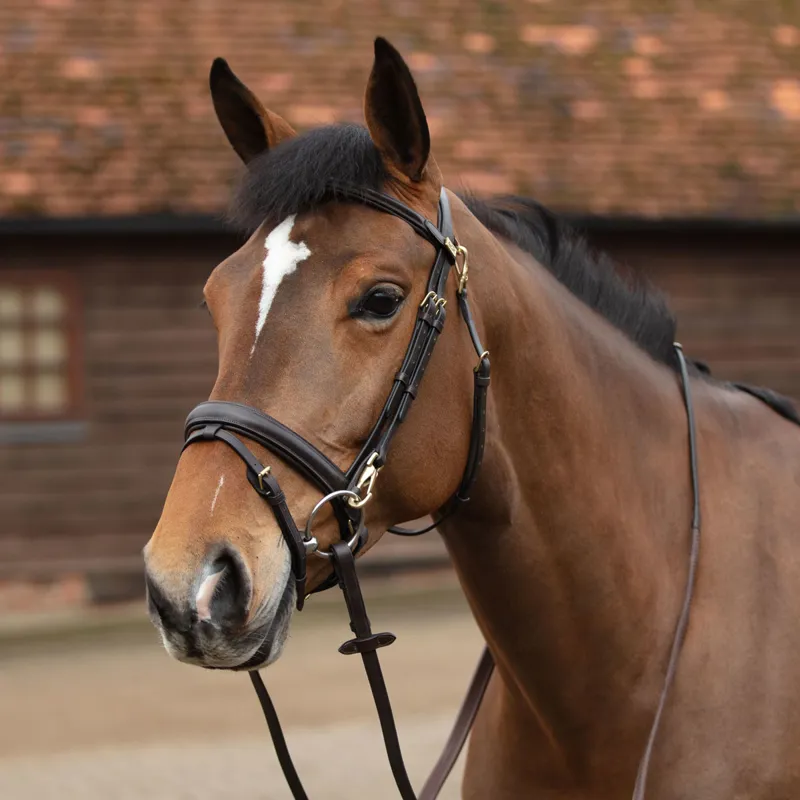 Mark Todd Training Bridle - Havana