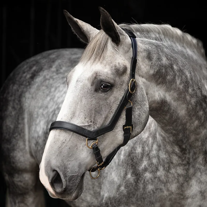Rambo Micklem Leather Headcollar - Black