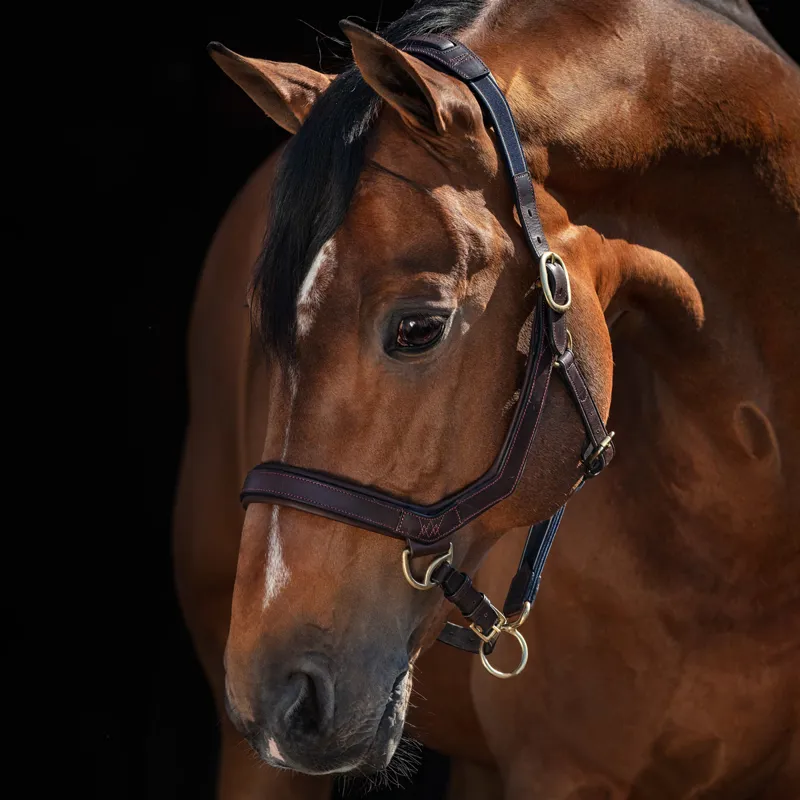 Rambo Micklem Leather Headcollar - Brown