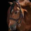 Rambo Micklem Leather Headcollar - Brown