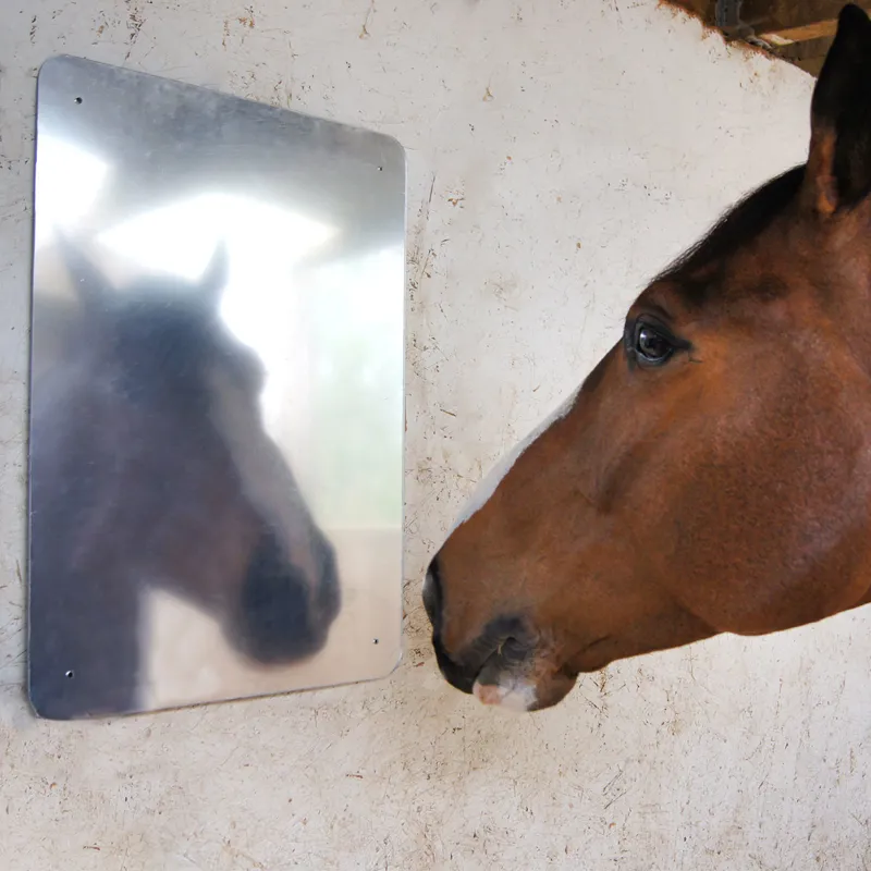 Saddlers Stable/Travel Mirror-2