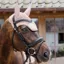 Kentucky Wellington 3D Logo Rope Fly Veil - Old Rose
