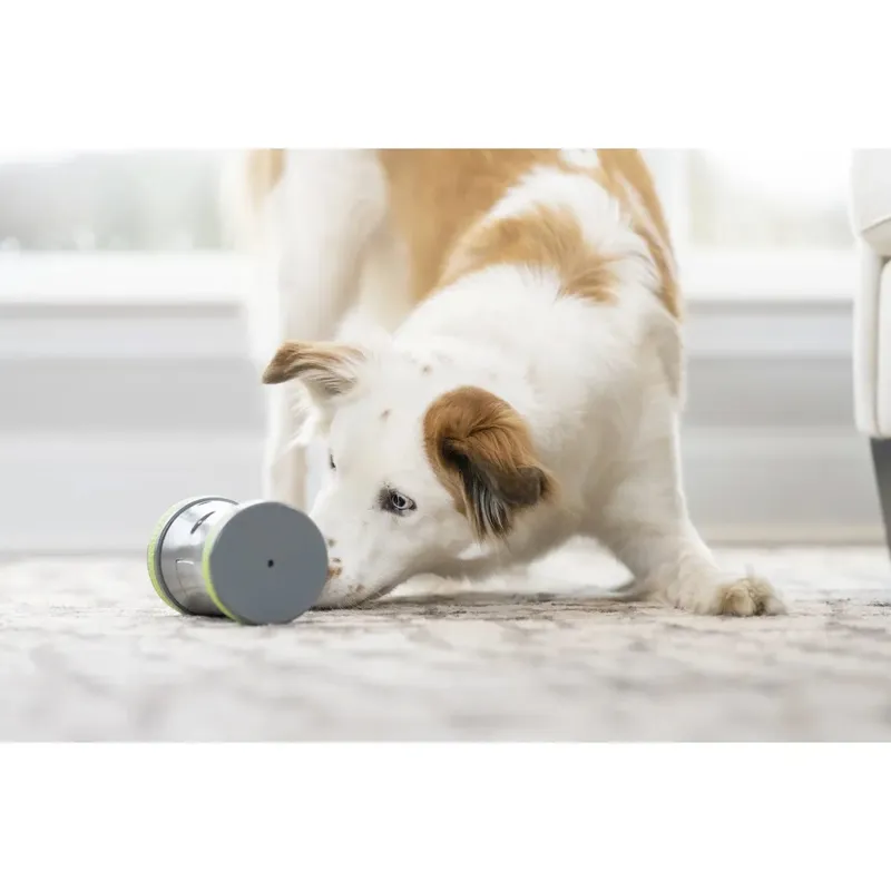 PetSafe Kibble Chase Roaming Pet Treat Dispenser-2