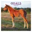 Platinum Square 2027 Calendar - Foals