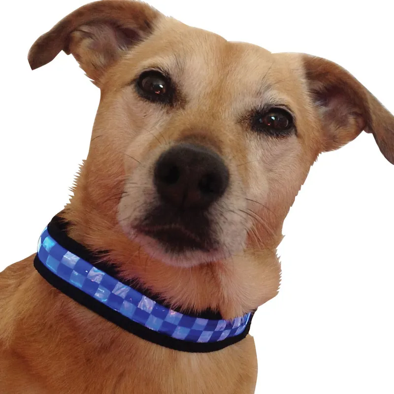 Equisafety Polite Flashing Waterproof Dog Collar - Blue/Silver-2