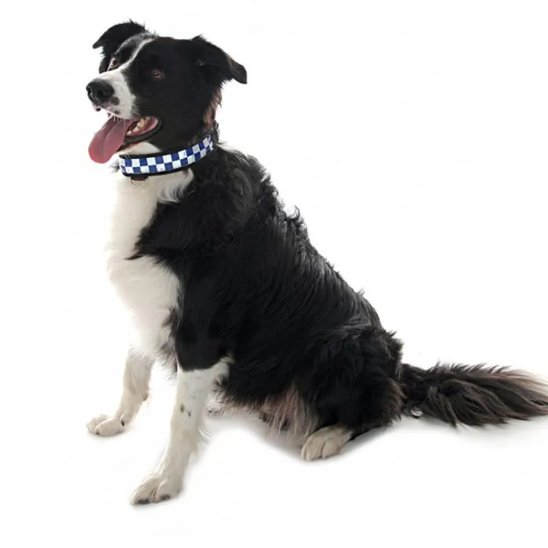 Equisafety Polite Flashing Waterproof Dog Collar - Blue/Silver-1