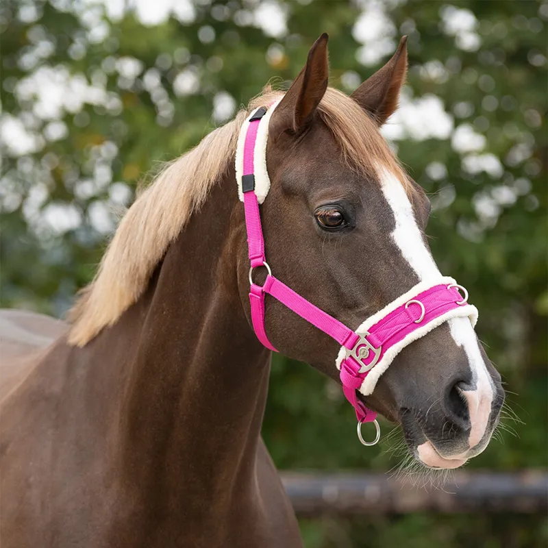 QHP Fleece Lined Lunge Cavesson - Fuchsia-1