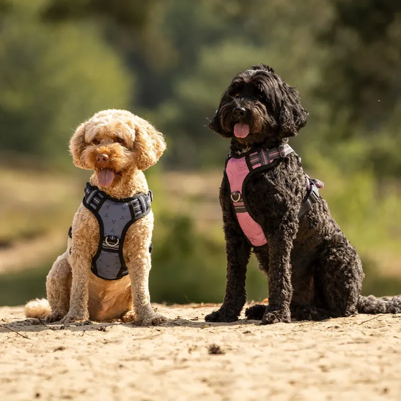QHP Collection Dog Harness - Cheery Pink-5