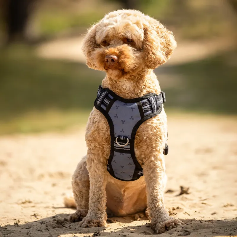 QHP Collection Dog Harness - Misty Blue-2