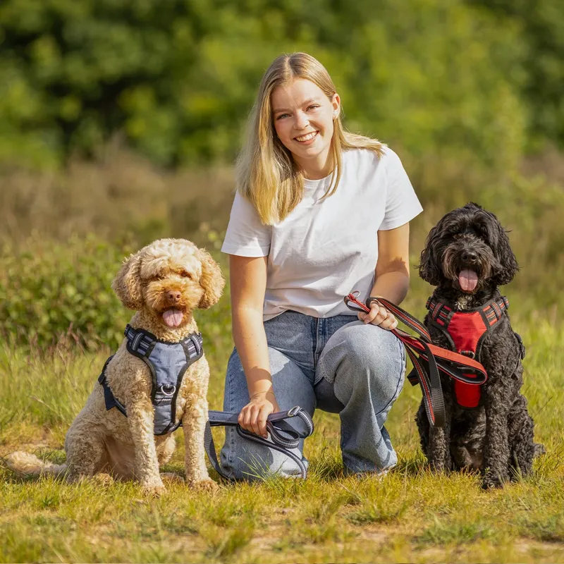QHP Collection Dog Harness - Misty Blue-5