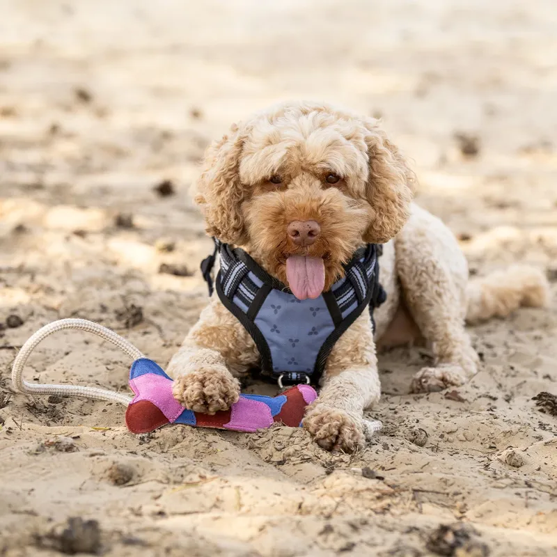 QHP Collection Dog Toy - Multi-1