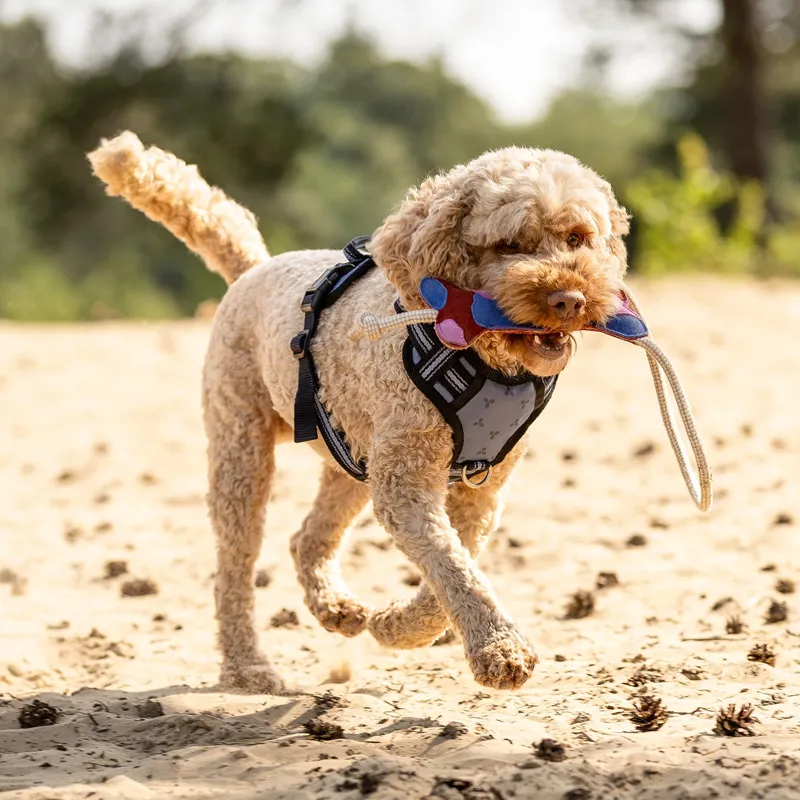 QHP Collection Dog Toy - Multi-2