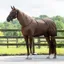QHP Eczema Sweet-Itch Combo Neck Fly Rug - Brown
