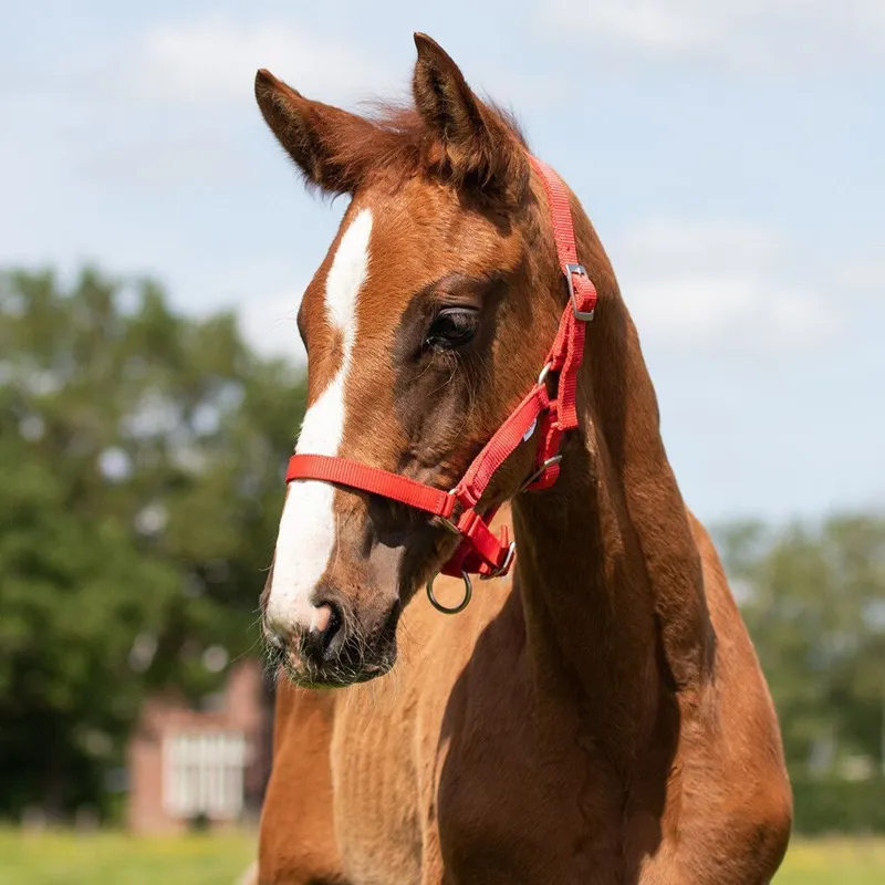 QHP Foal Headcollar - Red-1
