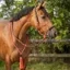 QHP Liberty Combi Rope Halter with Reins - Red
