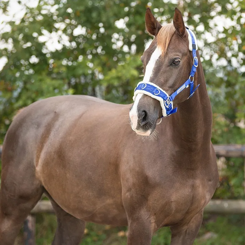 QHP Fleece Lined Lunge Cavesson - Cobalt Blue-1