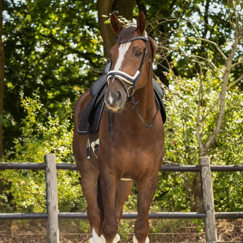 QHP Ontario Bridle with Reins - Black-5