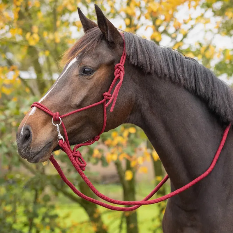 QHP Colour Rope Headcollar with Reins - Burgundy-2
