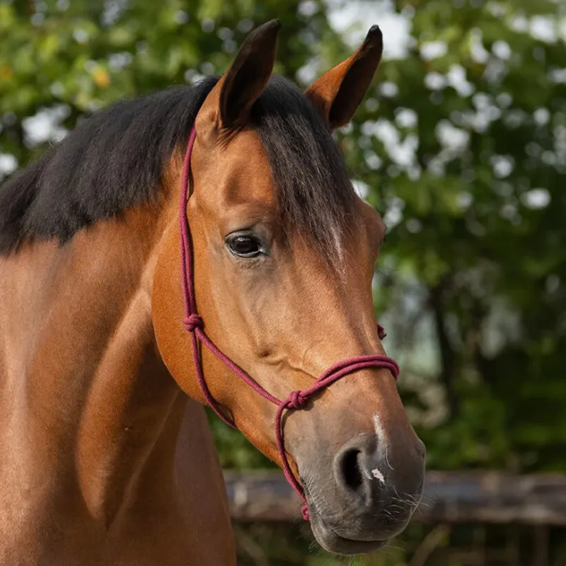 QHP Basic Rope Headcollar - Burgundy-1