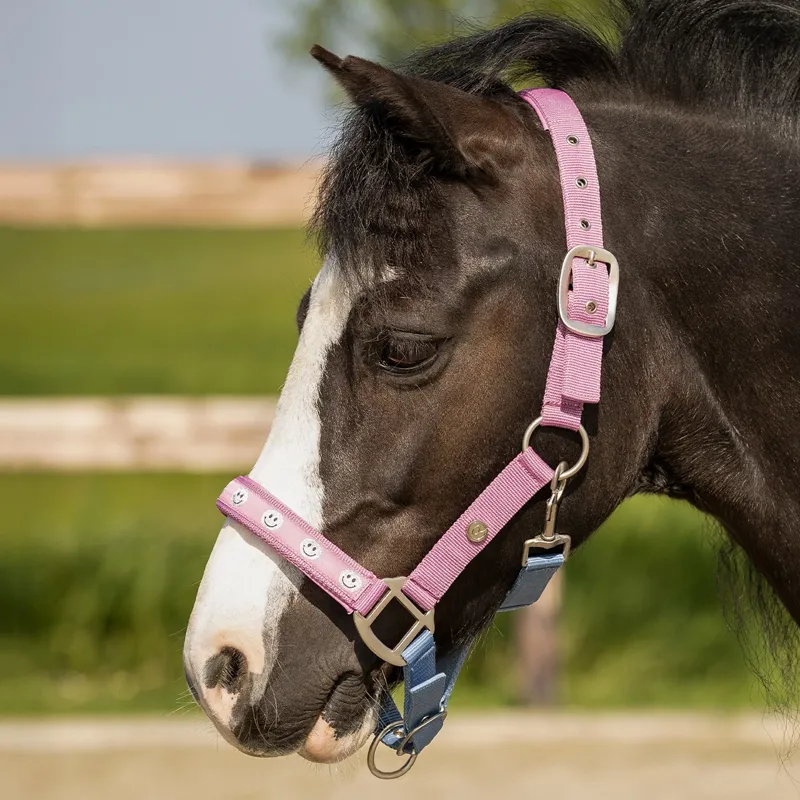 QHP Rosalynn Headcollar and Leadrope - Pink/Blue-2