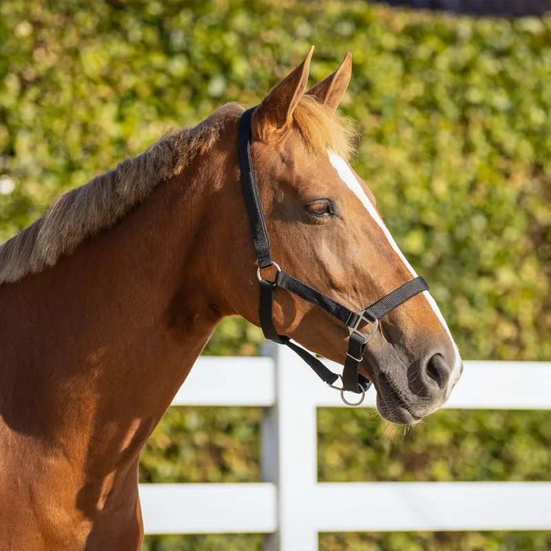 QHP Safety Lined Headcollar - Black-2
