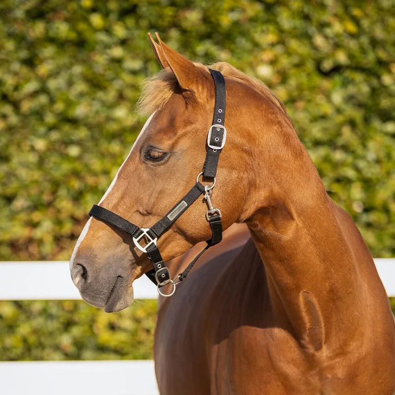 QHP Safety Lined Headcollar - Black-3