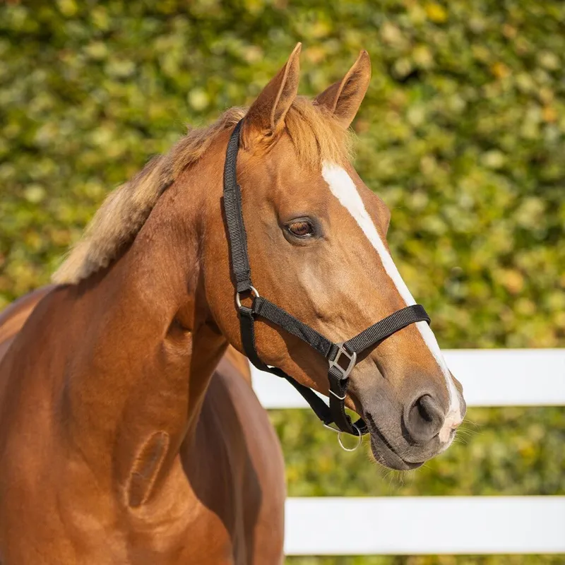 QHP Safety Lined Headcollar - Black-4