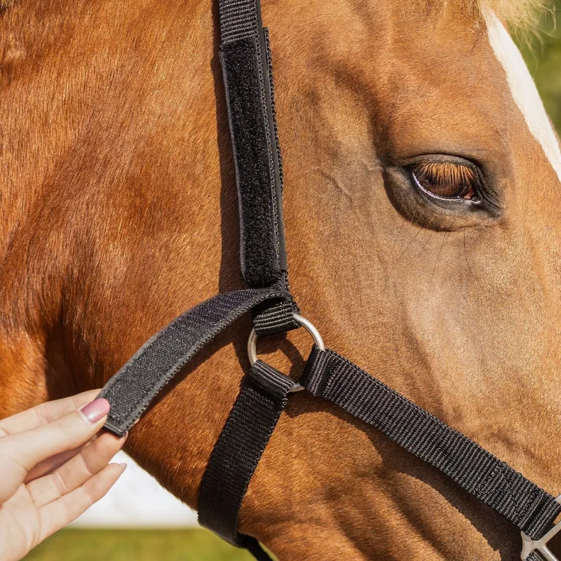 QHP Safety Lined Headcollar - Black-5