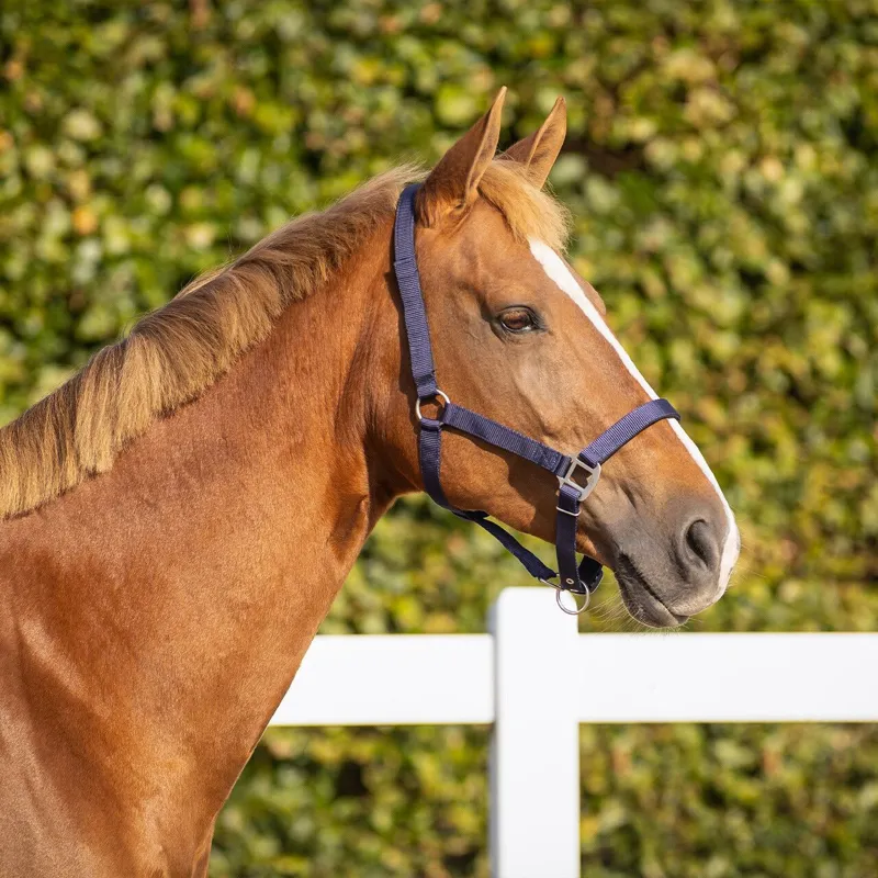 QHP Safety Lined Headcollar - Blue-2