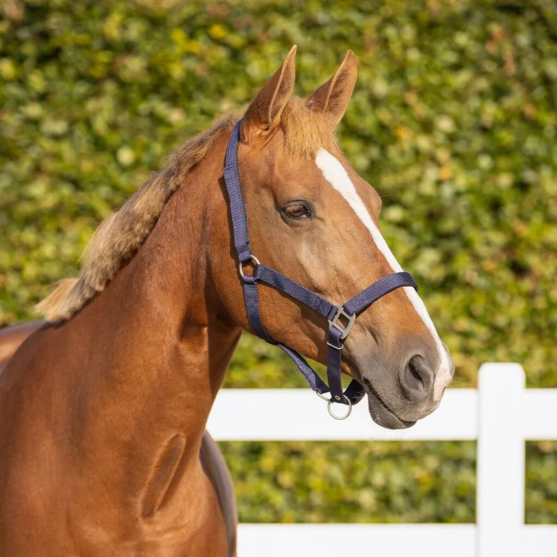 QHP Safety Lined Headcollar - Blue-3