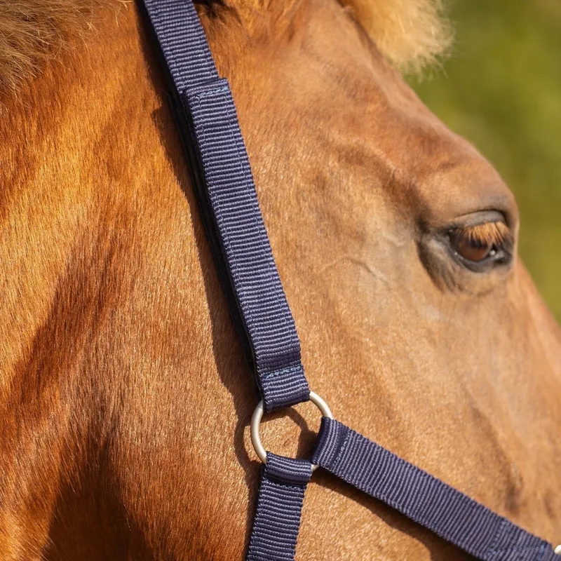 QHP Safety Lined Headcollar - Blue-4