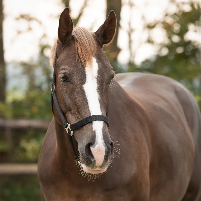 QHP Slide Headcollar - Black-1