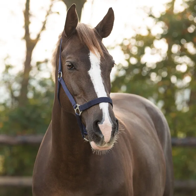 QHP Slide Headcollar - Blue-1