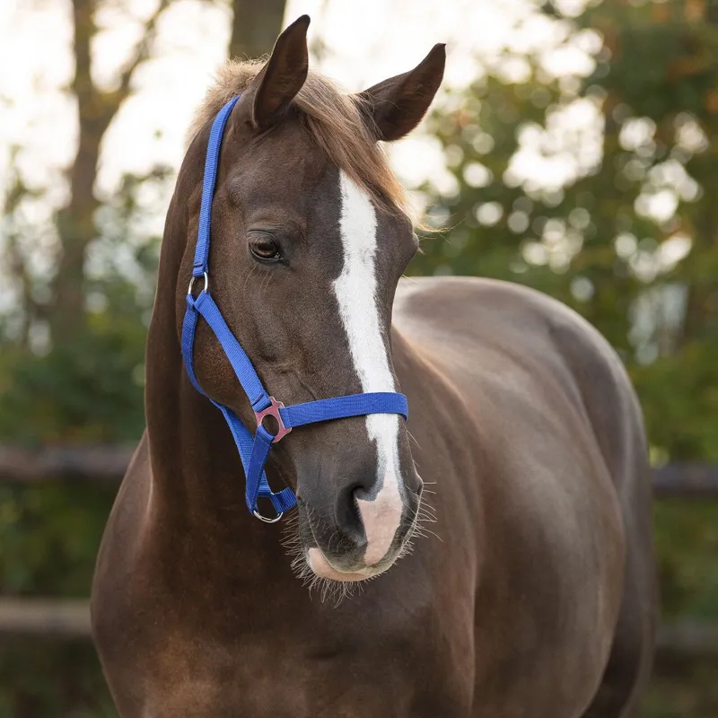 QHP Slide Headcollar - Cobalt Blue-1