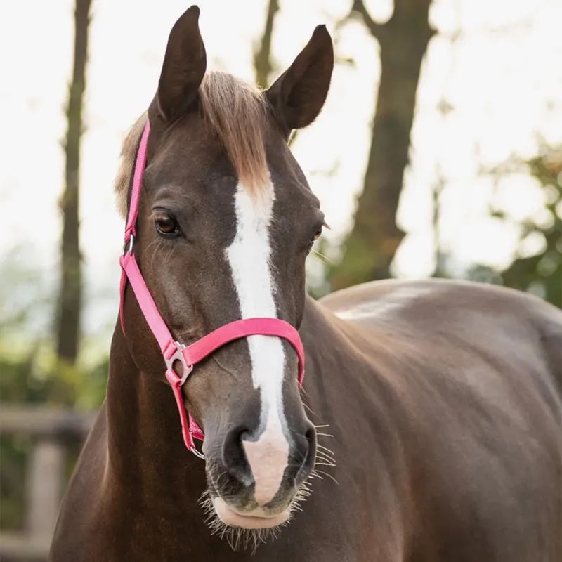 QHP Slide Headcollar - Fuchsia-1