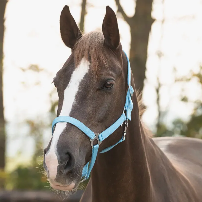 QHP Slide Headcollar - Sky-1