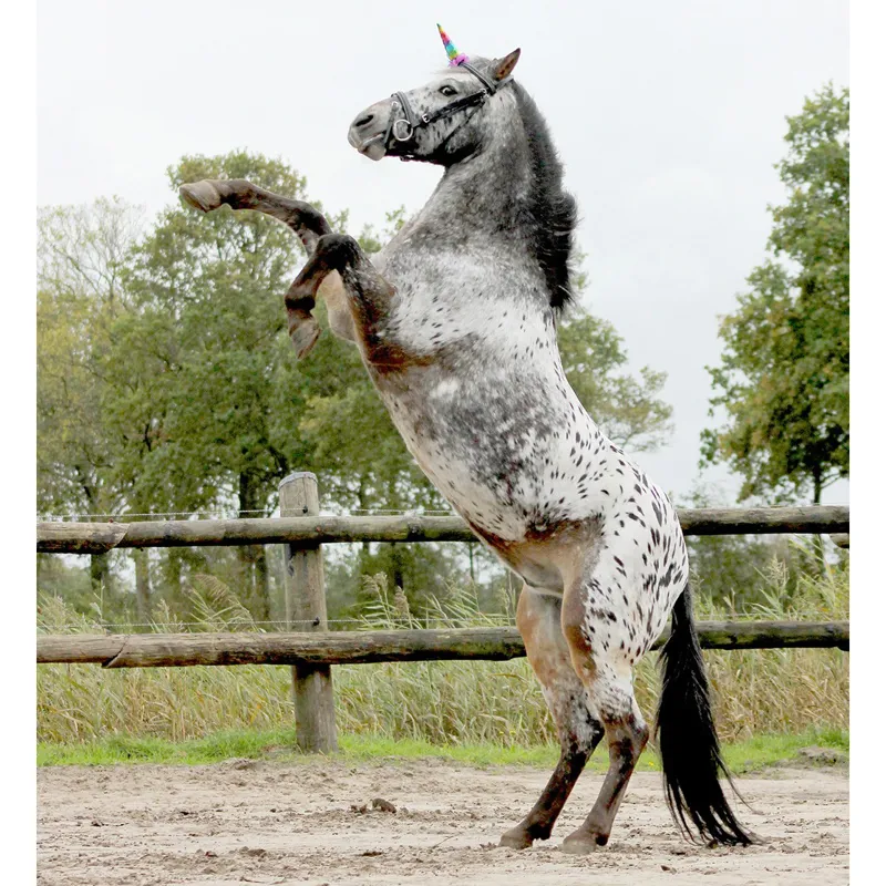 QHP Horse Unicorn Horn - Rainbow-2