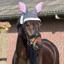 QHP Easter Bunny Novelty Horse Ear Hat - Grey