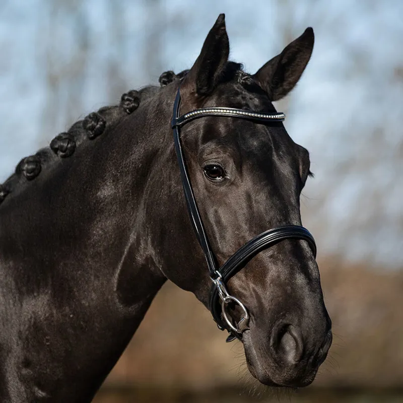 QHP Vesta Inhand Show Bridle - Black-1