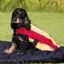 Rambo Deluxe Fleece Dog Coat - Whitney Stripe Gold