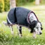 Amigo Ripstop Dog Rug - Navy HW Print/Burgundy