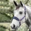 Rambo Padded Headcollar - Navy/Burgundy/Dusty Blue
