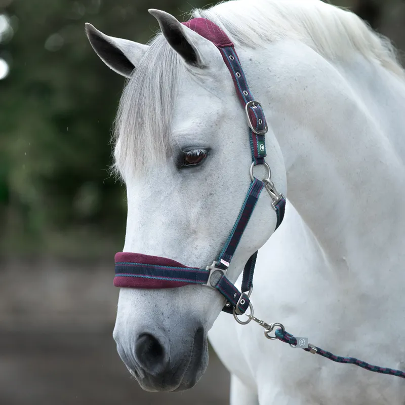 Rambo Padded Headcollar - Burgundy/Teal/Navy