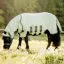 Rambo Petite Hoody Sweet Itch Fly Rug - Green/Sage/Beige/Green