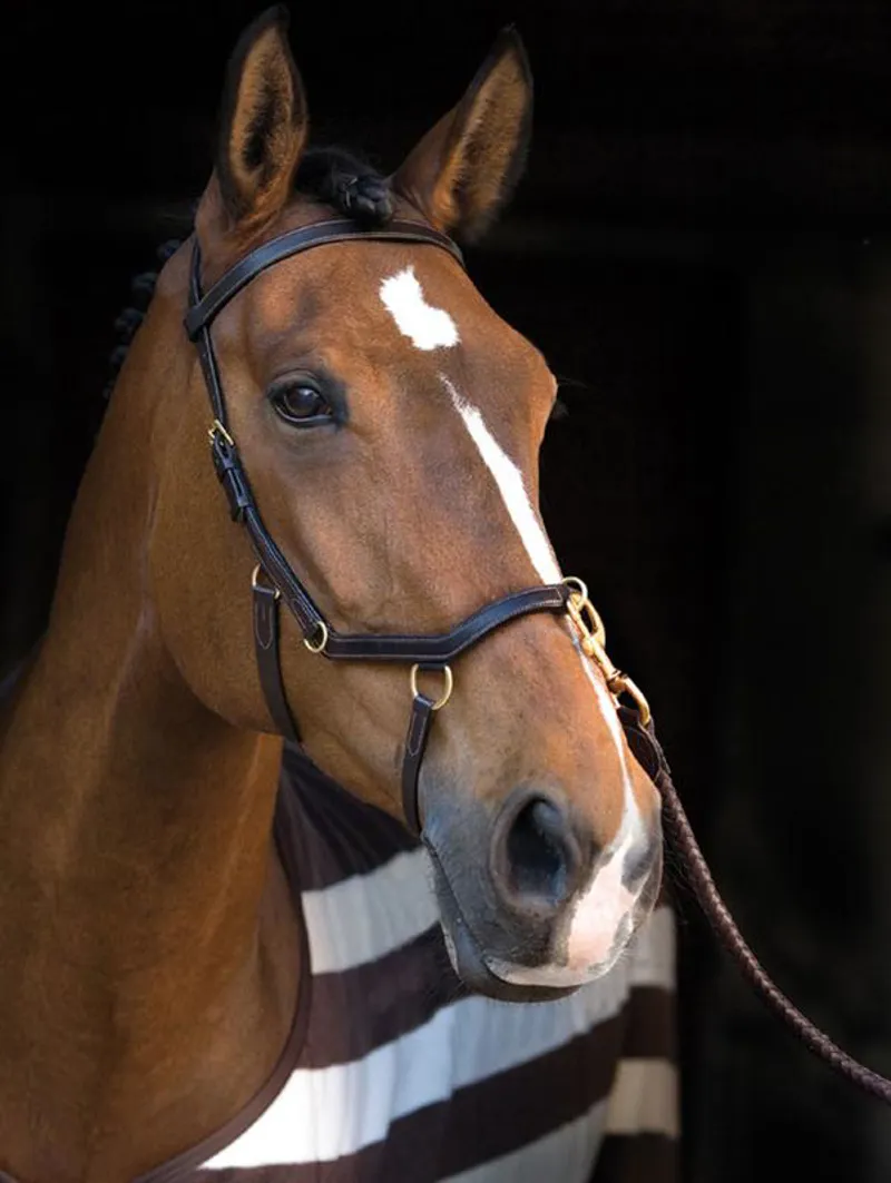 Rambo Micklem Multibridle - Black-3