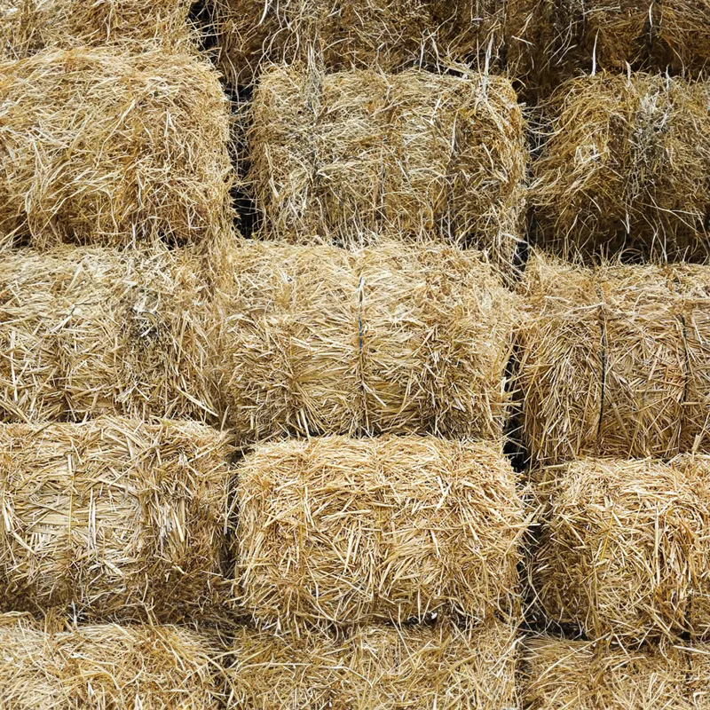 Ranjit Farming Barley Straw