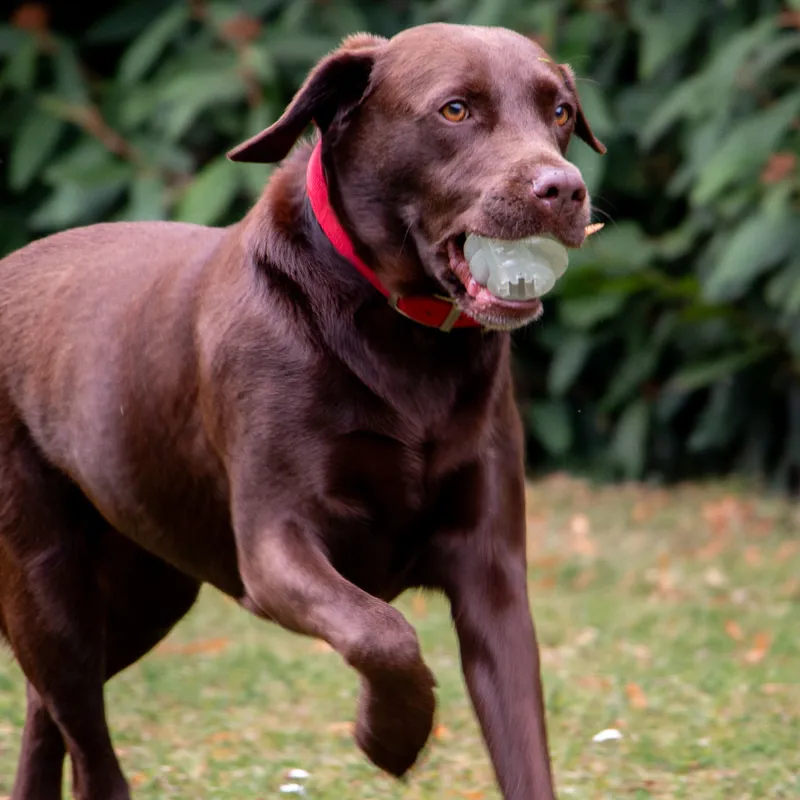 Ancol Extreme Glow In The Dark Dog Toy Ball-2
