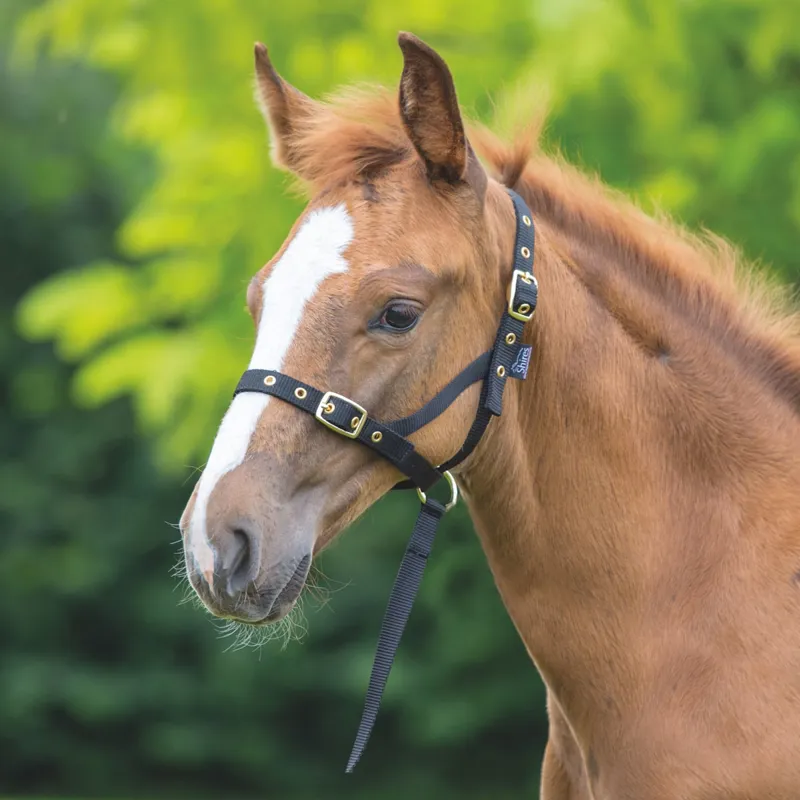 ARMA Foal Slip - Black