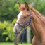 ARMA Foal Slip - Navy